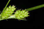 Fuzzy wuzzy sedge